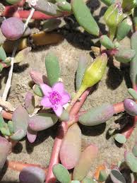 Image result for Sesuvium