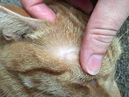 We did not find results for: Small Lump Near Cat S Ear Anyone Know What This Is Pictures Thecatsite