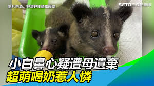 Search the world's information, including webpages, images, videos and more. å°ç™½é¼»å¿ƒç–'é­æ¯éºæ£„è¶…èŒå–å¥¶æƒ¹äººæ† ä¸‰ç«‹æ–°èžç¶²setn Com å½±éŸ³ ç™½é¼»å¿ƒ æ¯æ—¥å¨›æ¨‚å¤§å°äº‹