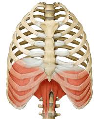 How Should You Breathe In Yoga Human Body Anatomy Yoga Anatomy Craniosacral Therapy