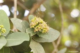 Image result for Syzygium cordatum