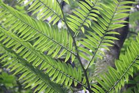 Image result for Marattiaceae