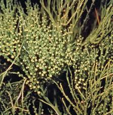 Image result for Psilotum