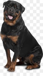 We did not find results for: Rottweiler Png Rottweiler Dog Rottweiler Logo Rottweiler Face Rottweiler Drawing Rottweiler Head Rottweiler Face Drawing Rottweiler Vector Art Rottweiler Coloring Pages Rottweiler Black Rottweiler Black And White Rottweiler Pups Rottweiler