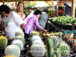 Jualkaktusmurah.com menjual berbagai macam jenis kaktus cantik untuk hiasan atau souvenir dengan harga terjangkau. Kaktus Mini Makin Unik Dan Langka Makin Mahal 2