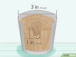 Make sure you give it plenty of room to grow, or alternatively, add a sturdy trellis and encourage the vines to grow up rather than out, she says. 3 Ways To Grow Spaghetti Squash Wikihow