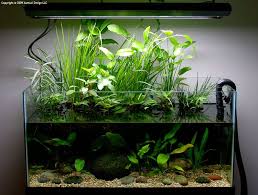 Ripariums For Plant Filtration Aquarium Fish Tank Planted Aquarium Aquarium Fish