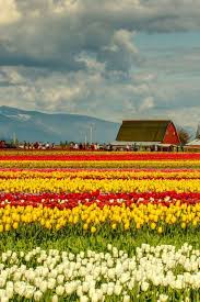 Nothing quite compares to the spring in skagit valley, but roozengaarde will be displaying some nice dahlia blooms as we near late july through the first frost of the fall! Skagit Valley Tulip Festival 2021 In Seattle Dates Skagit Valley Tulip Festival Seattle Vacation Tulip Festival