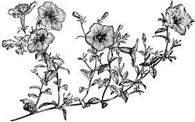 Flowering Branch Of Petunia Violacea Clipart Etc Petunias Art Clip Art