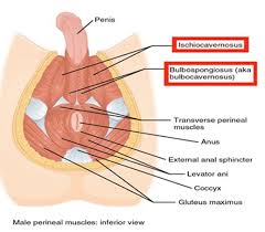 We did not find results for: Pelvic Floor Rehabilitation Treatment In India Iash India