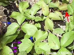 Usually clovers are associated with good luck, but these are associated at weeds in your lawn. Poison Ivy Rhus Radicans And Poison Oak Toxicodendron Diverslobum
