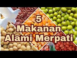 Pakan merupakan hal yang sangat vital untuk burung. 5 Makanan Alami Merpati Youtube