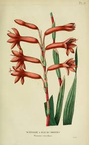 V 4 1835 1836 Annales De Flore Et De Pomone Biodiversity Heritage Library Botanical Drawings Botanical Illustration Botanical Prints