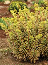 Image result for Euphorbia ugandensis