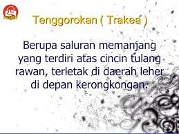 Sistem Pernafasan Pada Manusia Smp Negeri 2 Rembang Jateng Ppt Download