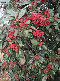 Image result for Photinia serrulata