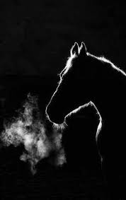 Black And White Photos Of Animals In Shadows 36 Ideas Photography Black And White Shadows Pictures For 2019 In 2020 Animals Black And White Quotes About Photography Shadow Pictures