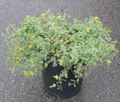 Image result for Buchnera capitata