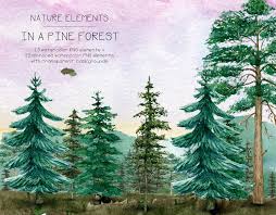 Watercolor Pine Trees Clipart Conifers Outdoor Background Etsy Tree Clipart Clip Art Watercolor