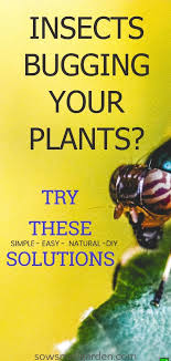 You can also get rid of the ants by using natural methods. How To Keep Bugs From Eating Plants Sow Small Garden