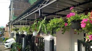 Lidah buaya dalam pot putih. Percantik Rumah Dengan Tanaman Hias Gatung Tribun Jogja