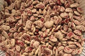 Image result for Phaseolus lunatus