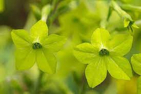 Tobacco plants in a field, palm tree at back, vinales, pinar del rio, cuba, central america. Nicotiana Lime Green Flowering Tobacco Plants Fragrant Plant Perfect Plants