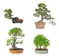 Bonsai Tree In Ceramic Flowerpot On White Background Banco De Imagens Royalty Free Ilustracoes Imagens E Banco De Imagens Image 16252088