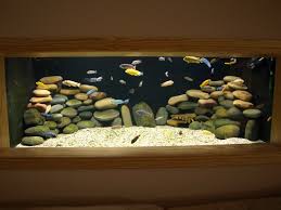 Home/fish, plants & corals, freshwater/african cichlids: African Cichlids Freshwater Fish Tank I Like With Just The Stones Fish Tank Decorations Cichlid Aquarium African Cichlid Aquarium