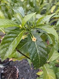 Image result for Tabernanthe elliptica