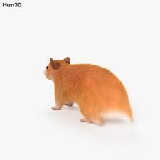 Hamster picture 835 1000 jpg / hamster picture 835. Hamster Picture 835 1000 Jpg Japan Hamster Und Sein Kuscheltier Blick We Have Built Some Of The World S Fastest And Most Accurate Image Recognition Apis Octavian Berk