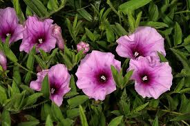 Image result for Ipomoea crassipes