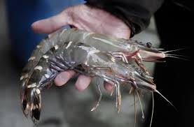 Contoh soal dan jawaban siklus akuntansi perusahaan dagang ud buana. Ud Buana Seafood Supplier Posts Facebook
