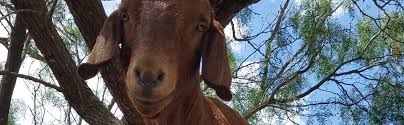 Joint Naval Ill Happy Bleats Dairy Goats