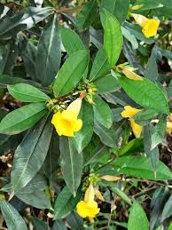 Image result for Allamanda schottii