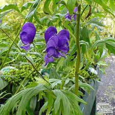 Buy Aconitum Carmichaelii Arendsii Monkshood In The Uk