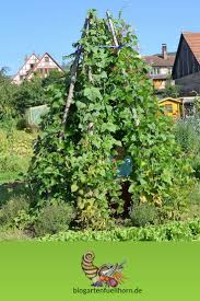 Ein Bohnentipi Entsteht Biogarten Fullhorn Pflanzideen Garten Pflanzen Biogarten