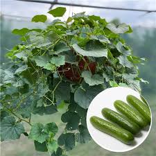 Image result for Cucumis sativus