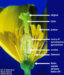 Image result for Papaveraceae