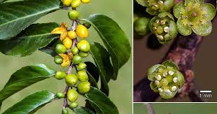 Image result for Casearia gladiiformis