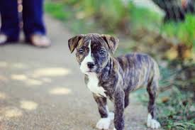 Find the perfect puppy for sale in san diego, california at next day pets. How To Train Your Pit Bull Tully S Training
