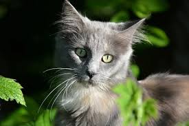 pin on nice cat