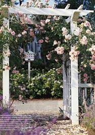 The climbing new dawn rose is covered with fragrant, pearly pink flowers. New Dawn Roses Pink Climbing Roses White Trellis Climbing Roses