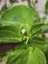 Image result for Blainvillea gayana