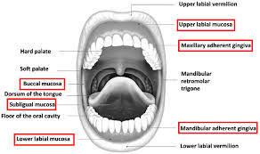 Image result for Labial mucosa