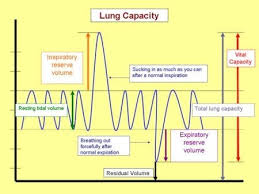 Lung Volumes Following The Various Comments Quit Support