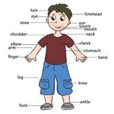 Hello para jagoan bahasa inggris, how are you today? Materi Bahasa Inggris Kelas 3 Sd Tentang Part Of Human Body Menggunakan Metode Tpr Total Physical Response