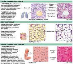 Connective Tissues Comparison Tissue Biology Human Anatomy And Physiology Loose Connective Tissue