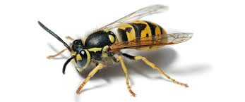 The first step in hornet control is to identify the controlled populations of hornets can assist in pest control, although a nest located near or. Wasp Nest Removal Treatment Services Wasp Nest Removal Northampton Wellingborough Corby Rushden Pestwise Pest Control
