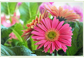 Crimson rust gerrondo gerbera daisies. Gerbera Daisy Care Guide Growing Information Tips And Meaning Proflowers Blog